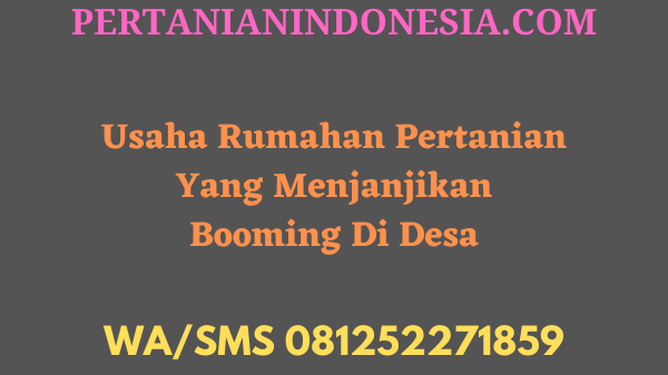 Usaha Rumahan Pertanian Yang Menjanjikan Booming Di Desa